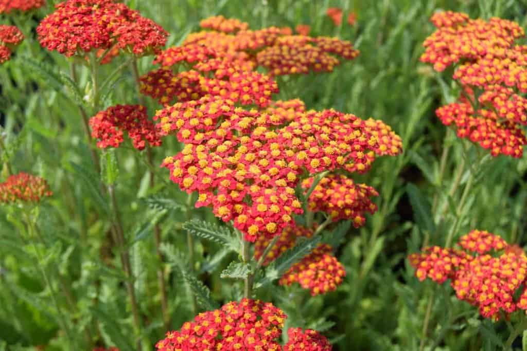 Achillea umbellata 'Walther Funcke' ---